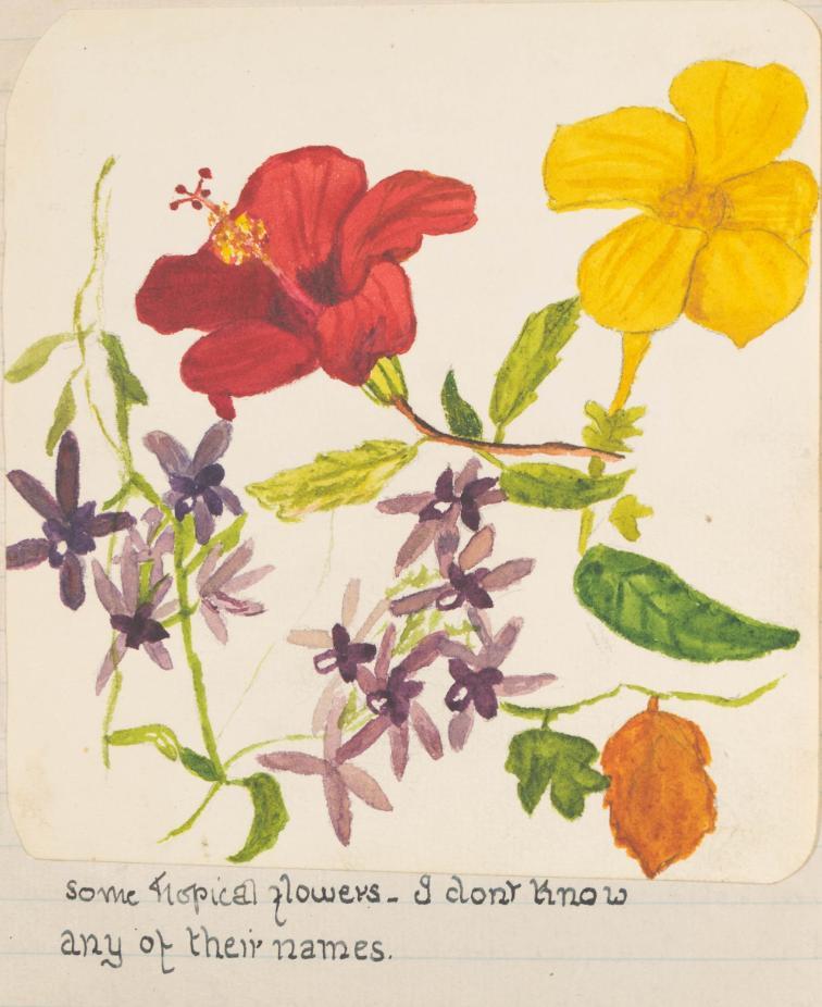 Flowers painted by Jean Rowntree in her 1920s travel journal